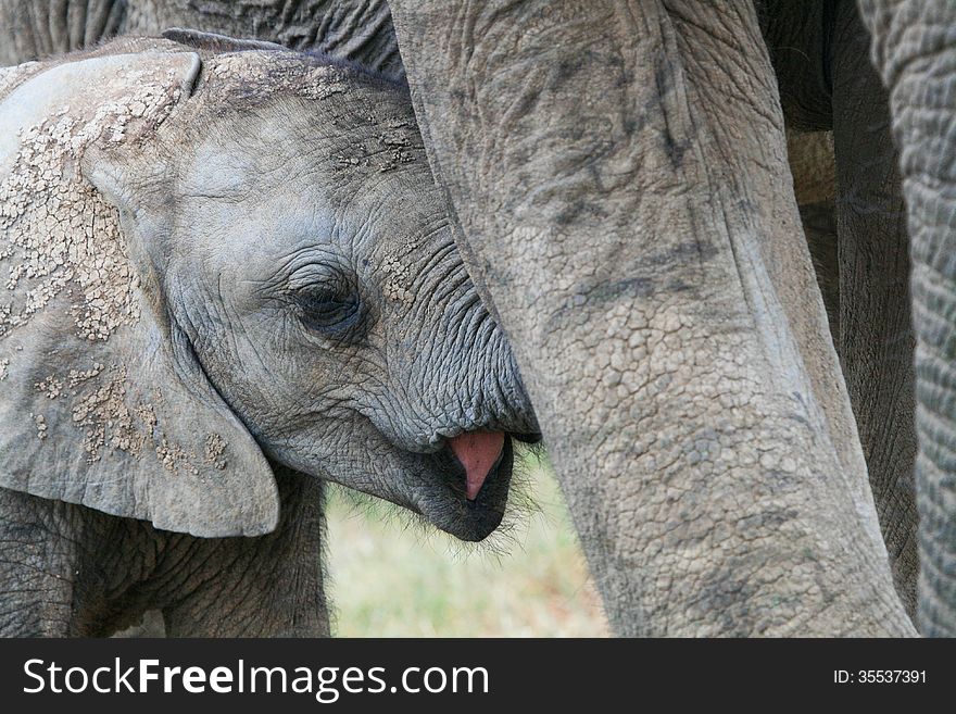 Baby elephant very close up