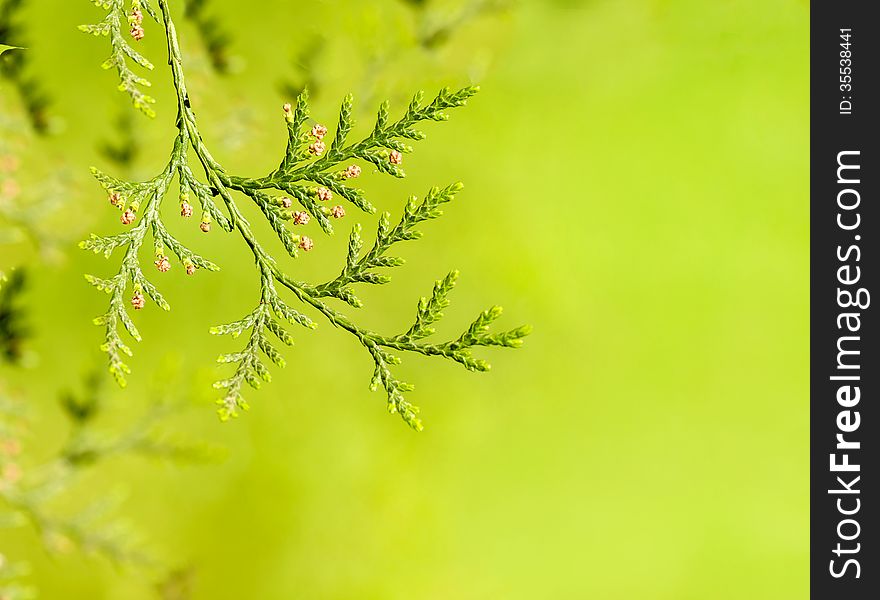 Background of the branches of the tree thuja