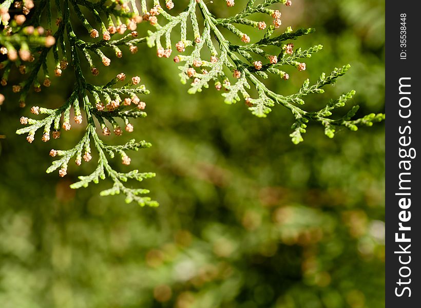 Branches Of The Tree Thuja