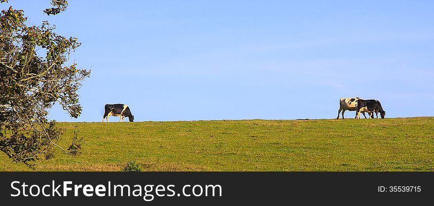 Dairy cattle grazing on ridgeline. Dairy cattle grazing on ridgeline