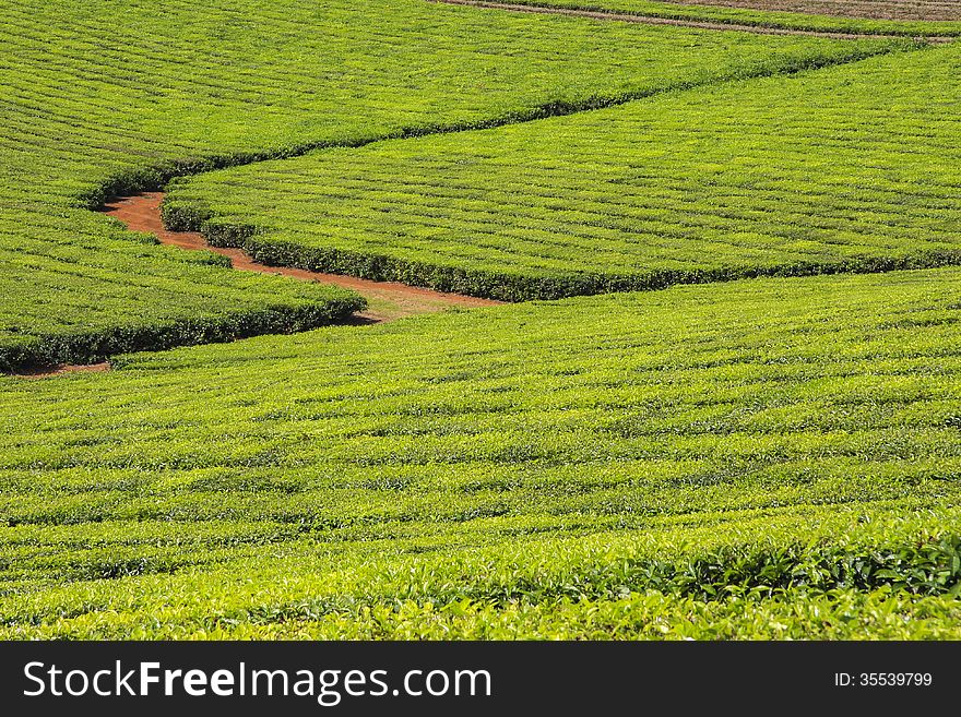 Tea plantation with cropping rows