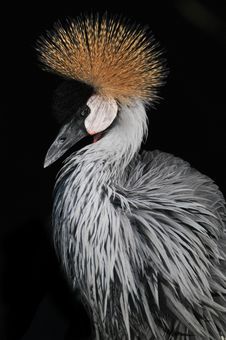 Grey Crowned Crane Balearica Regulorum Stock Photo Grey Crowned Crane Balearica Regulorum Stock Photo