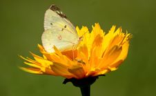 Clouded Sulphur On Tickseed Flower Royalty Free Stock Images Clouded Sulphur On Tickseed Flower Royalty Free Stock Images