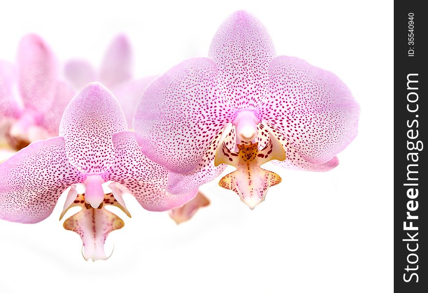 Beautiful pink orchid flowers on white background