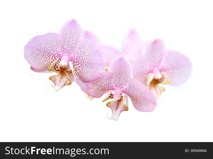 Beautiful pink orchid flowers on white background