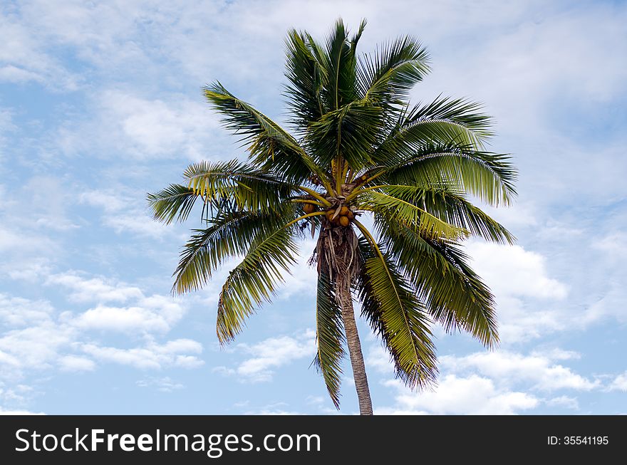 Top of coconut pald trees in Aitutaki Lagoon Cook Islands. Top of coconut pald trees in Aitutaki Lagoon Cook Islands