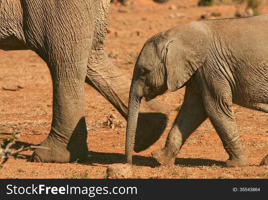 Baby elephant tailing its mother at the Addo Elephant National Park in South Africa. Baby elephant tailing its mother at the Addo Elephant National Park in South Africa.
