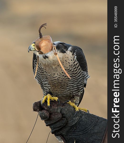 A resting Peregrine Falcon on its keepers hand. A resting Peregrine Falcon on its keepers hand