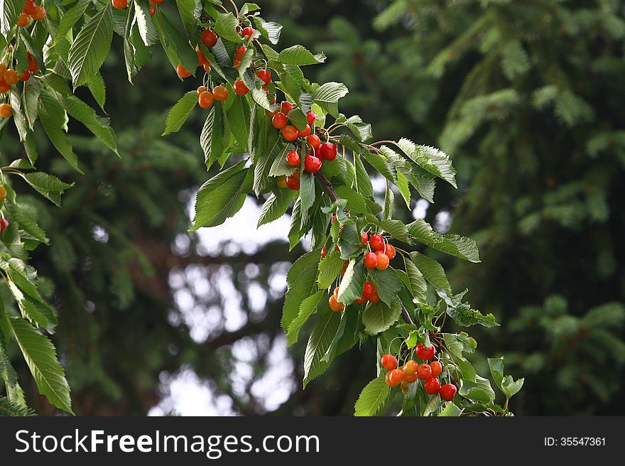 Cherry tree with berries outdoors
