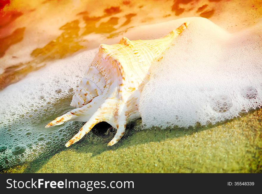 Seashell on the beach in the seafoam on the colorful background