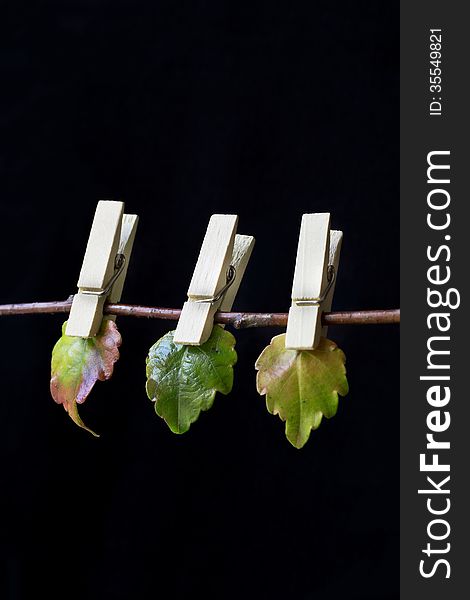 Close up of clothespins with leaves