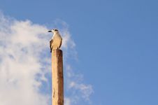 Lonely Seagull On A Pile Stock Photo