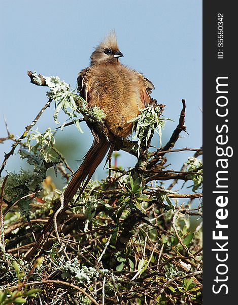 A mousebird of the family Coliiformes on top of a thorny shrub in South Africa. A mousebird of the family Coliiformes on top of a thorny shrub in South Africa.