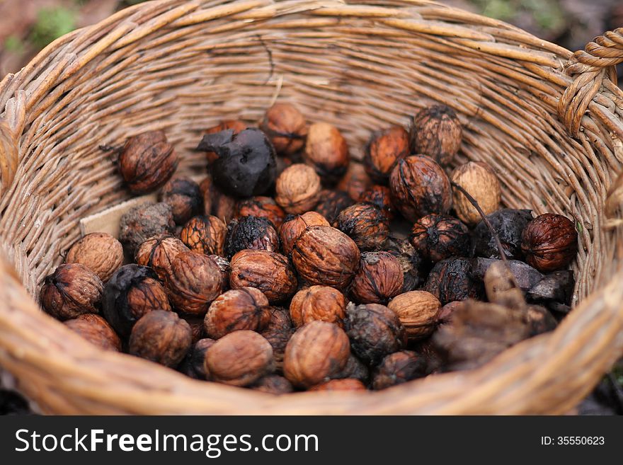 Walnuts in the basket