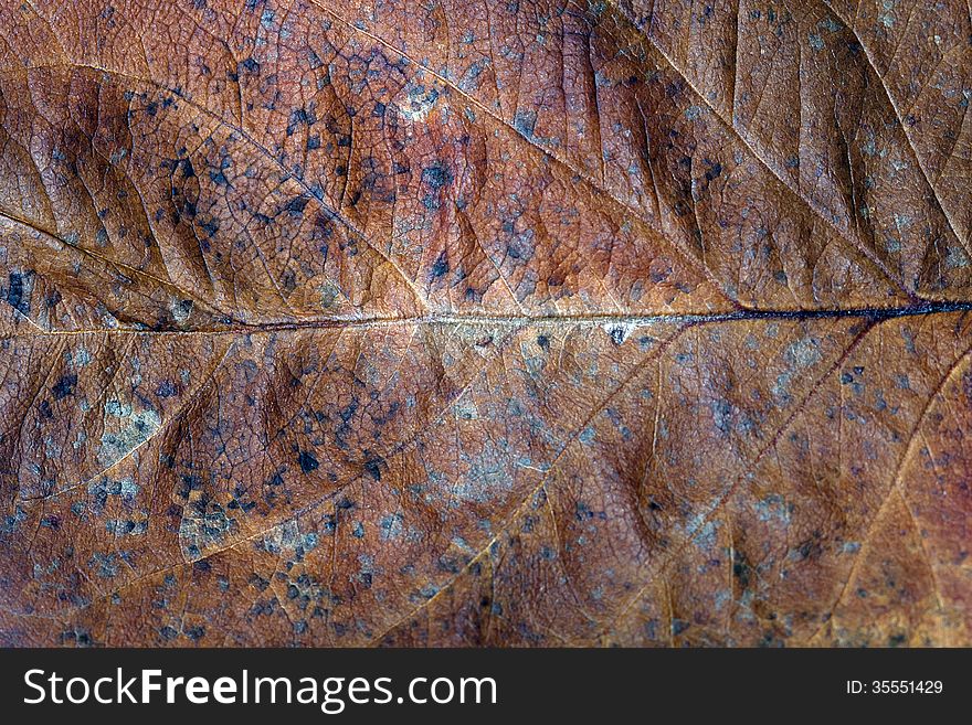 Fallen dry leaves with beautiful texture. Fallen dry leaves with beautiful texture