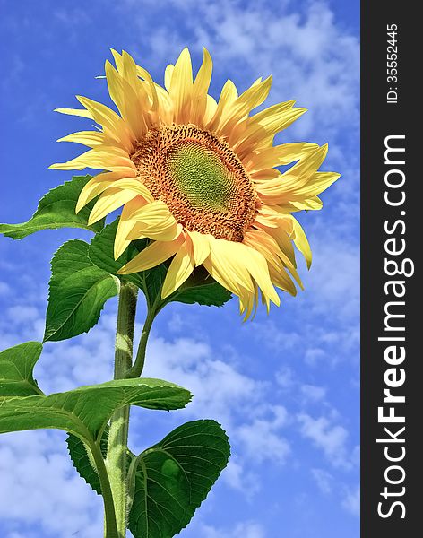 Young,ripe sunflower on the background of blue sky.