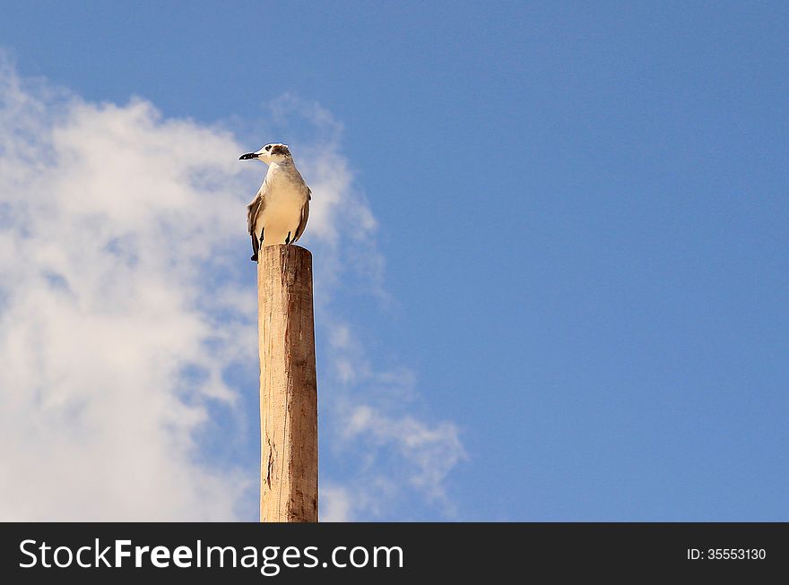 Lonely seagull on a pile against the background of blue sky