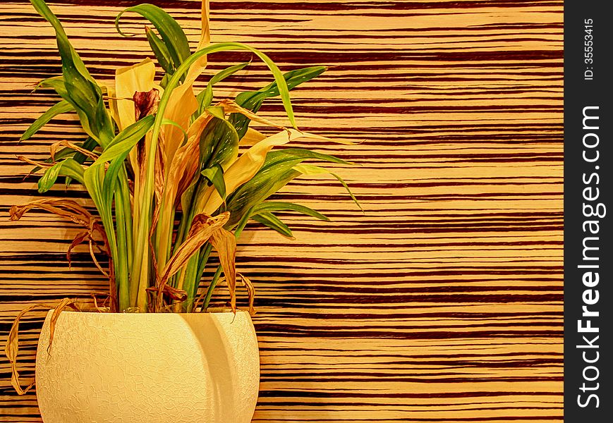 Houseplant on abstract striped background. Houseplant on abstract striped background