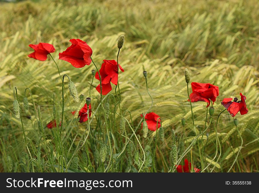 Poppies in a field of wheat. Poppies in a field of wheat