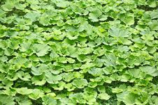 Background From Lot Of Burdock Leaves Royalty Free Stock Image Background From Lot Of Burdock Leaves Royalty Free Stock Image