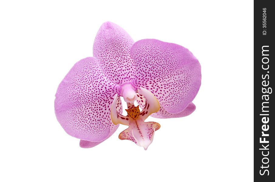 Beautiful pink orchid flower on white background. Isolated with clipping path. Beautiful pink orchid flower on white background. Isolated with clipping path