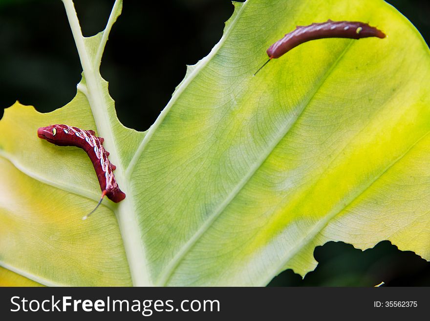 Caterpillar and a chewed leaf in nature