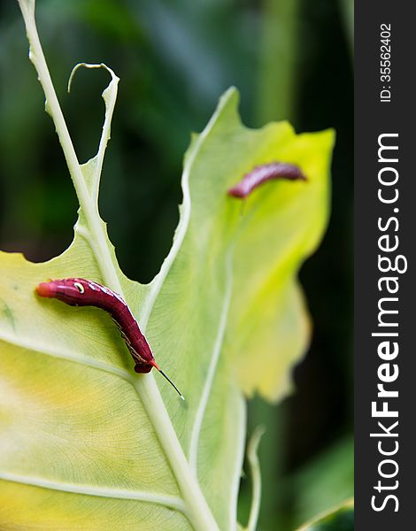 Caterpillar and a chewed leaf in nature