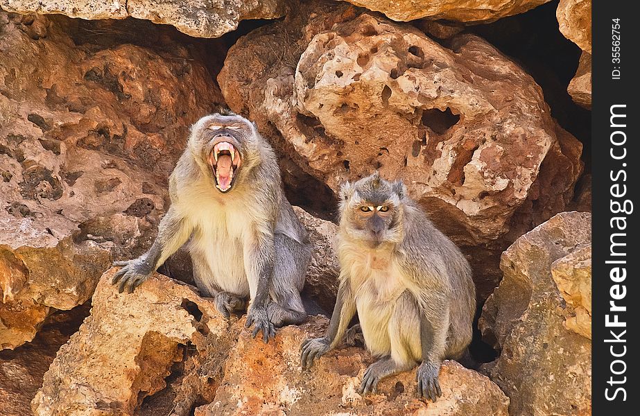 Two monkeys sitting on the stones. Two monkeys sitting on the stones.