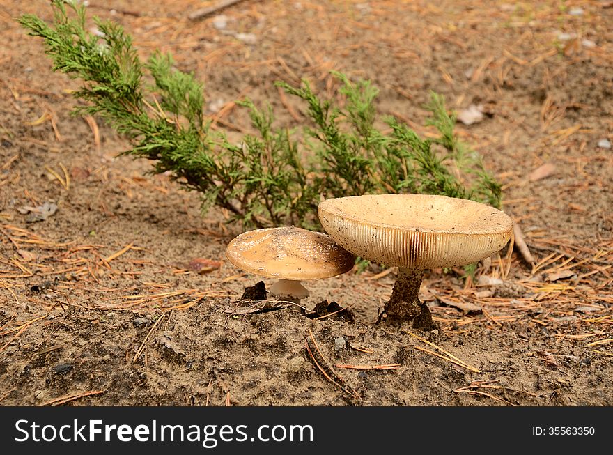 Two big mushrooms grow in sandy soil. front view. Two big mushrooms grow in sandy soil. front view
