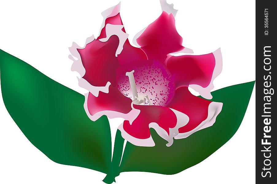 Illustration with red gloxinia isolated on white background