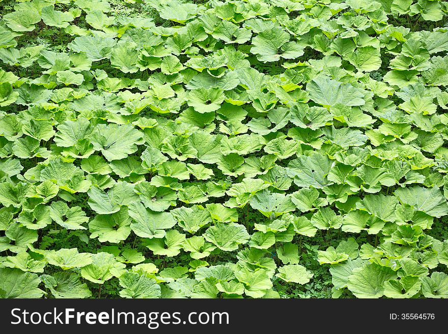 Background from lot of green burdock leaves