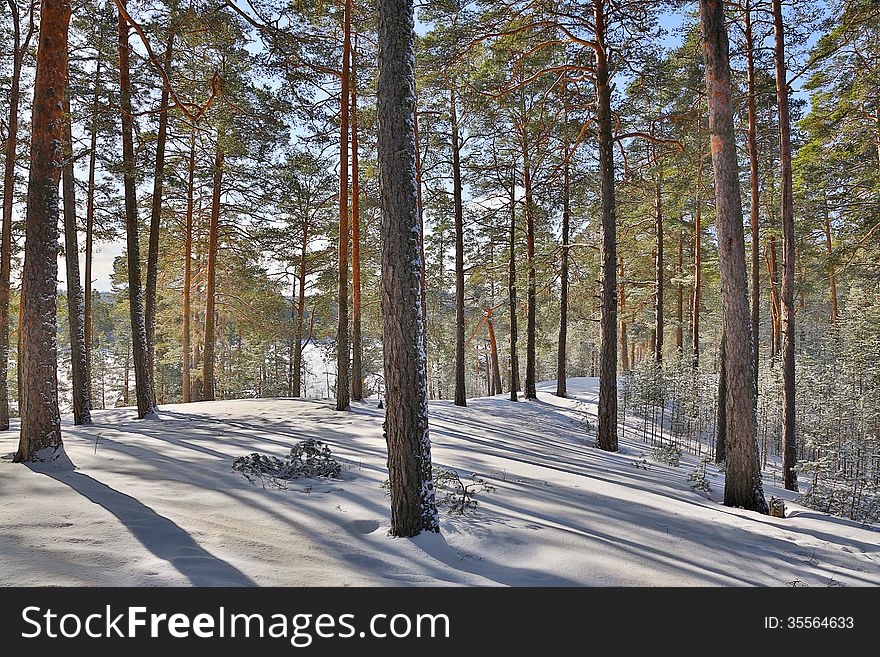 Landscape with snow pines in forest