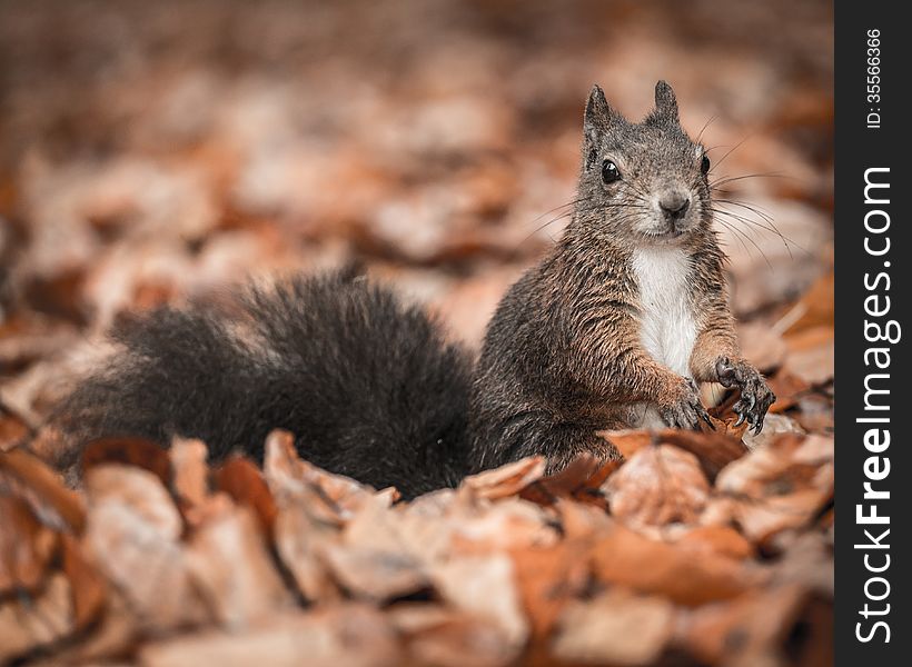 Squirrel in the Park.