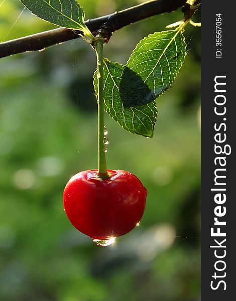 Cherry with drop on the tree. Cherry with drop on the tree