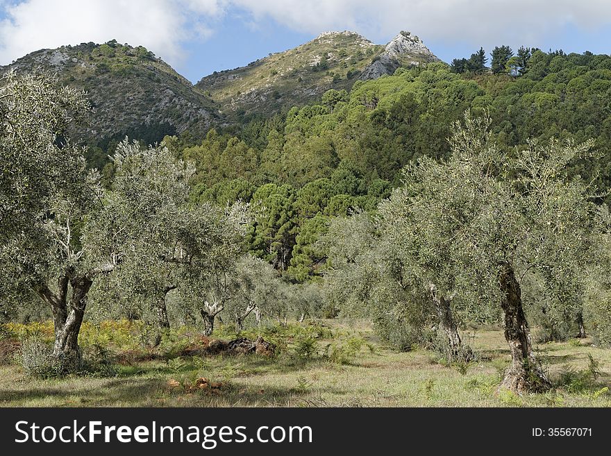 Mountain scene with olive trees laden with olives, refugio de juanar, ojen, malaga, spain, europe