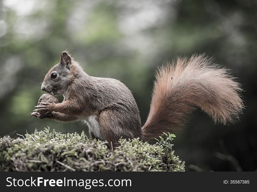 Squirrel in the Park.