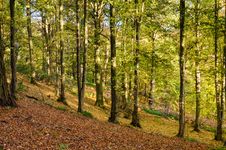 Allen Banks Autumn Trees Stock Photography Allen Banks Autumn Trees Stock Photography