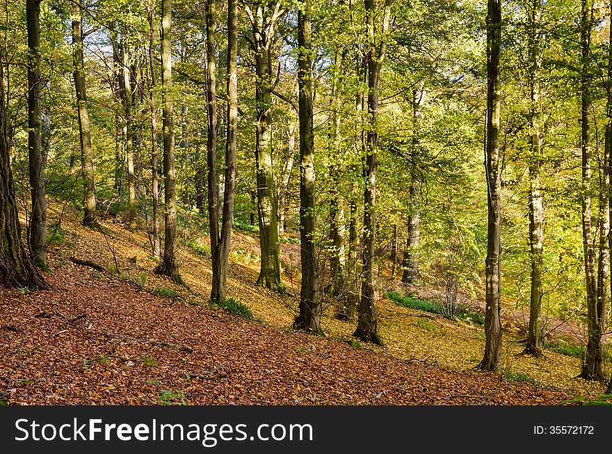 Allen Banks autumn trees and leaves on the slope to the river