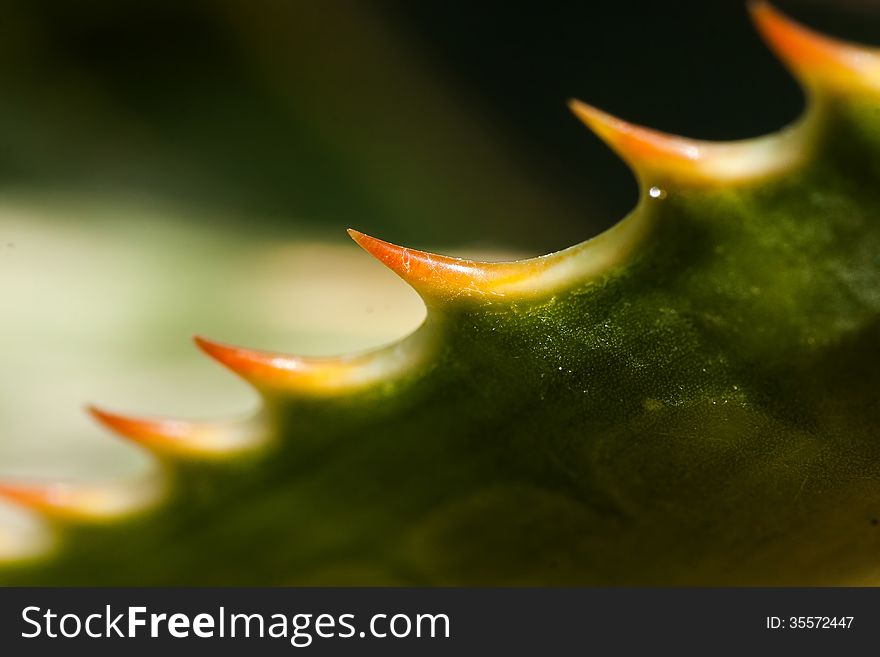 Close up of a spiky plant. Close up of a spiky plant