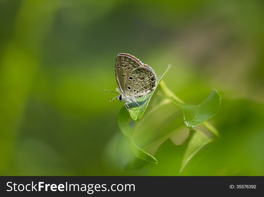 Grey Hairstreak butterfly on a leaf