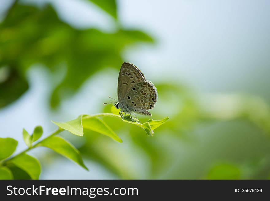 Grey Hairstreak butterfly sitting on a thin leaf branch. Grey Hairstreak butterfly sitting on a thin leaf branch