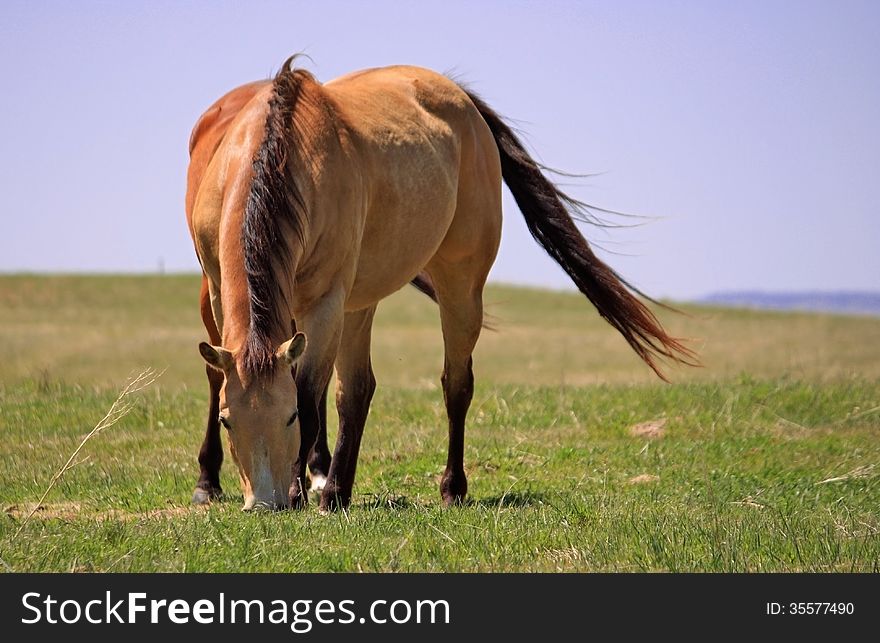 Horse feeding in the field on the windy day. Horse feeding in the field on the windy day