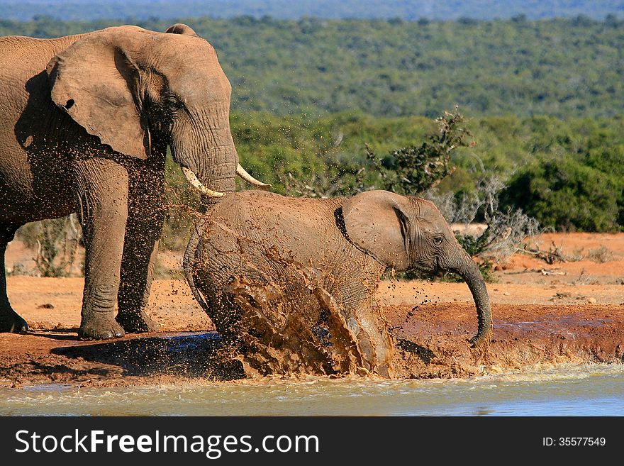 Baby or juvenile elephant splashes water in the waterhole at Addo Elephant National Park in South Africa while an adult looks on. Baby or juvenile elephant splashes water in the waterhole at Addo Elephant National Park in South Africa while an adult looks on.