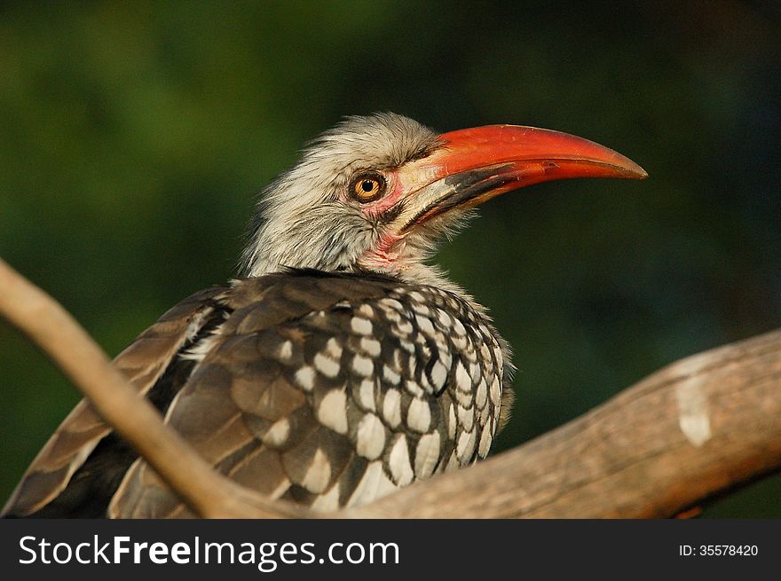 Close up of a hornbill bird of the family Bucerotidae taken in South Africa. Close up of a hornbill bird of the family Bucerotidae taken in South Africa.