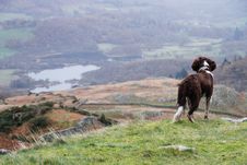 Dog On The Edge Royalty Free Stock Photo Dog On The Edge Royalty Free Stock Photo