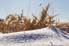Brown Grass On A Snow Drift Stock Photo Brown Grass On A Snow Drift Stock Photo