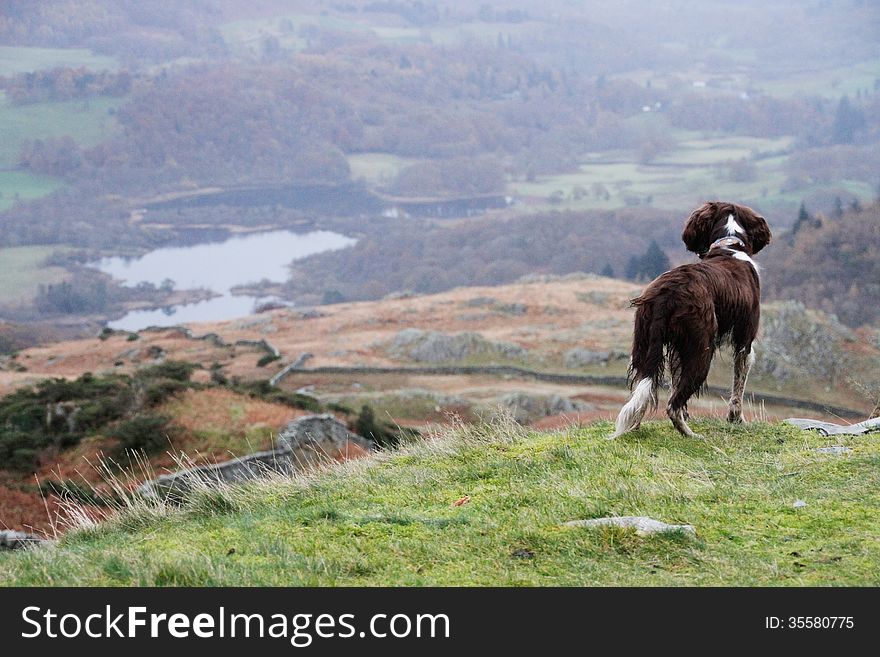 Dog standing on the edge of the viewpoint watching life in the valley. Dog standing on the edge of the viewpoint watching life in the valley