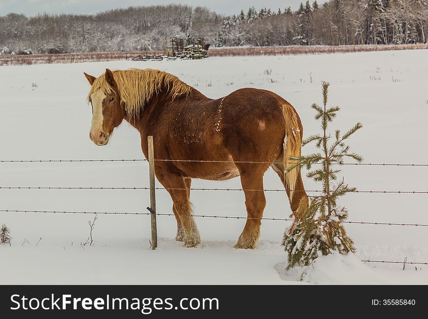 Horse standing in the snow. Horse standing in the snow