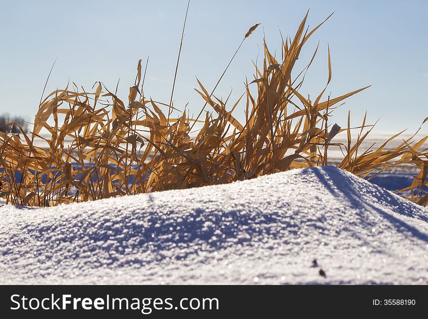 Brown Grass On A Snow Drift