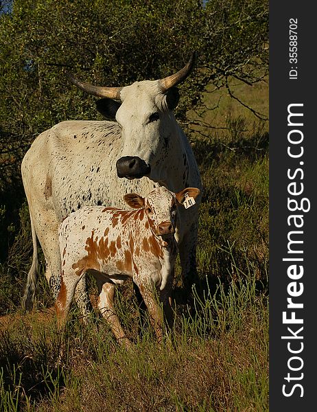 Indigenous, spotty, South African Nguni cow and her calf taken on a farm in South Africa. Indigenous, spotty, South African Nguni cow and her calf taken on a farm in South Africa.